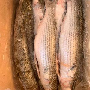 Good Price Hot Sale  Frozen Grey Mullet Gutted