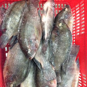New Season Good Price Frozen Tilapia Whole Round Tilapia Fish in Tilapia