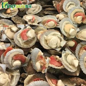 Scallop Shell products,Korea Scallop Shell supplier