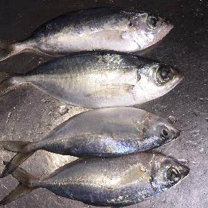 3A Grade 2020 New Season Indian Mackerel
