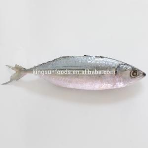 AAA and AA Grade New Season Indian Mackerel
