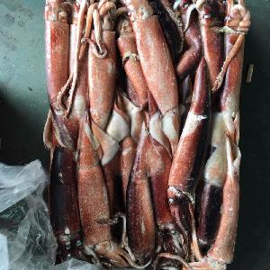 whole round Frozen Todarodes squid  KOSHER /QS