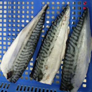High Quality Frozen norway saba atlantic mackerel fillet