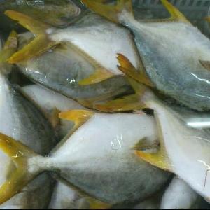 Good price Fresh Frozen Whole Round Golden Pomfret