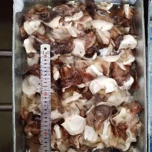 Frozen Indian Ocean Squid Fillet/Tentacle/Neck