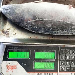 Frozen Oriental Bonito