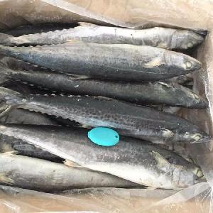 Good Price Frozen Spanish mackerel W/R for Mackerel Fish