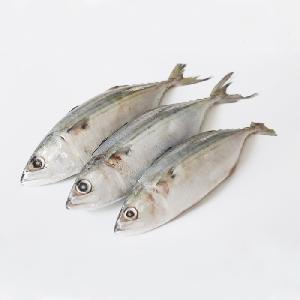 Grade AA Frozen Indian Mackerel 4-6 6-8 8-10 China Seafood