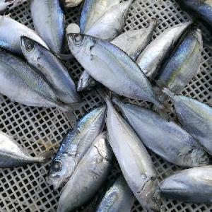 High Quality Frozen Big Eye Scad Frozen canned mackerel fish