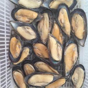 Frozen blue  mussels   Half   shell  mussel
