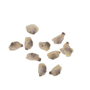 New Season 2020 Frozen Boiled Clam Meat