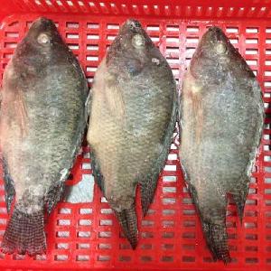 Frozen Tilapia Whole Round Black Tilapia China Seafood