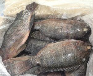 Whole Sale Frozen Food Tilapia Fish