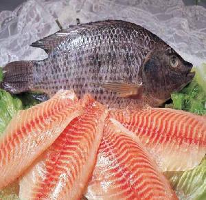 New Season African market Frozen Tilapia Whole Round Tilapia Fish