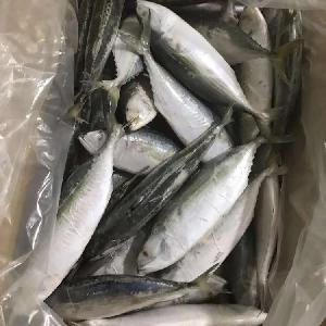 Grade AAA Frozen Indian Mackerel 6-8