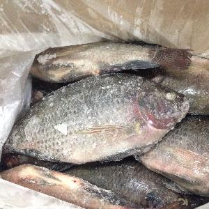Hotsale Good Price Frozen Tilapia Whole Round Tilapia Fish
