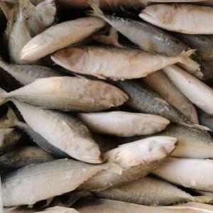 Grade AA Frozen Indian Mackerel 6-8