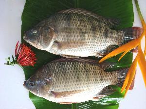 Good Price Frozen Tilapia Whole Round Tilapia Fish
