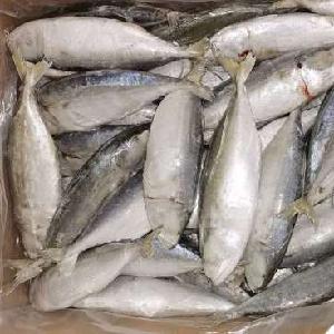 Grade AA Frozen Indian Mackerel