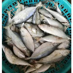 Good Quality New Season Frozen Whole Round Big Eye Mackerel