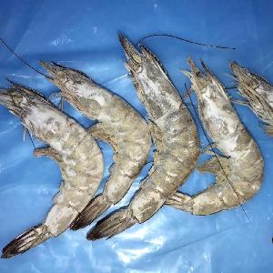 Good Quality New Season India Origin Frozen Vannamei  Jumbo  Shrimp