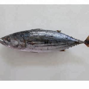 Wholesale good quality Fresh frozen frozen skip  jack   fish  skip jack  tuna for sale