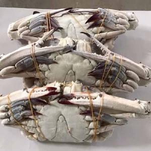 2018 New Product Best Taste Frozen Blue Swimming Crab