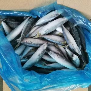 New season Good quality hot sale Frozen chub  mackerel   big  eye  mackerel 