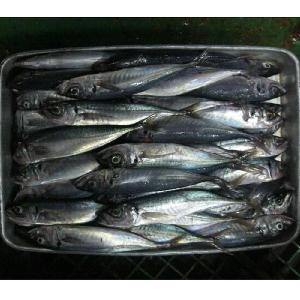 Good Quality Hot Sale Frozen Horse  Mackerel   Price 