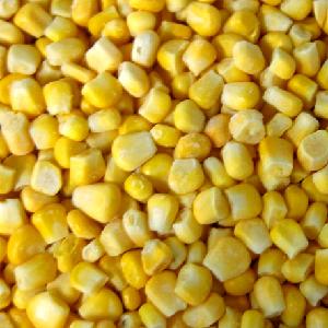 Supply delicious frozen Whole sweet corn kernels