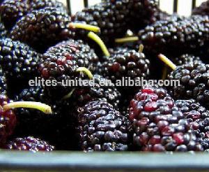 IQF mulberry