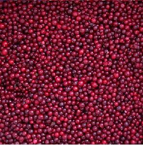 IQF Frozen Wild lingonberry red berried A Grade in 2016