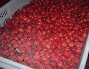2016 new season  IQF   frozen  sour  cherry 