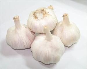 Supply New Crop Fresh garlic