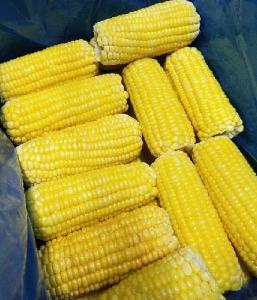 new crop high quality good price IQF Frozen Sweet Corn Cob