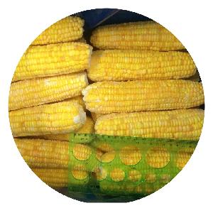 New harvest crop high quality long term supply vacuum frozen IQF sweet corn cob
