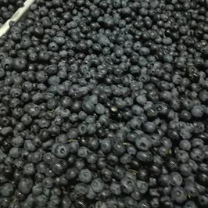 High Quality Frozen  Wild   Blueberry   IQF   Wild  Blueberries New Crop with good price