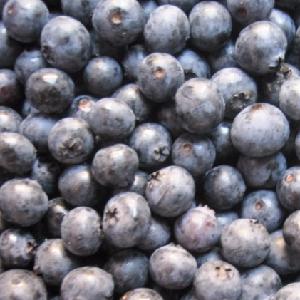 Top Quality Frozen Blueberry IQF Wholesale Blueberries New Crop with Lowest price