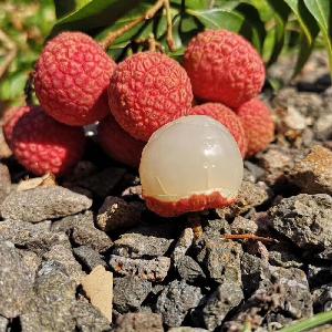 Fresh Fruit Lychee From China