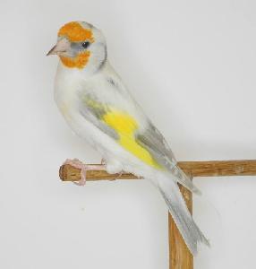 Goldfinches/Lady gouldian Finches/Live Canary Birds/Yorkshire and Lancashire canary birds