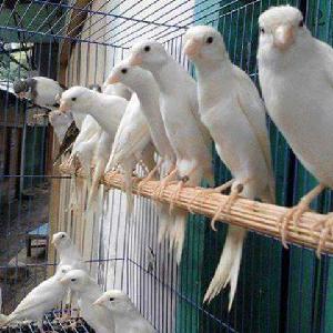 Canary Birds For Sale With Free  cage s