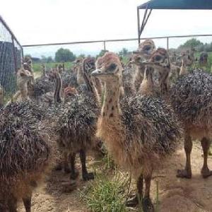 RED AND BLACK NECK OSTRICH CHICKS FOR SALE