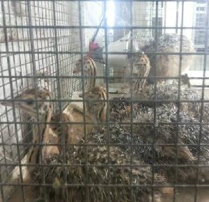 FERTILE OSTRICH EGGS/HEALTHY OSTRICH CHICKS RED NECK