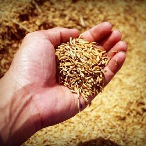 Premium Barley for Malt/Barley Feed/ Malted Barley Animal feed Wholesale