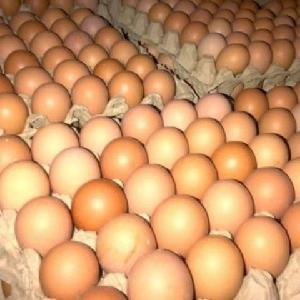 Fresh White  and Brown Chicken Eggs (Fresh Table Eggs)/ Organic Fresh Chicken Eggs