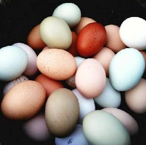 Ross 308 Broiler Hatching eggs/Fertile Chicken Eggs