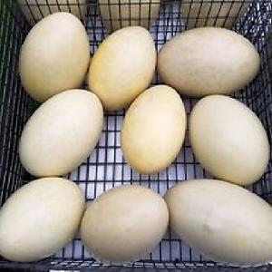 Fresh Ostrich, Emu and Rhea Eggs for Eating or Hatching