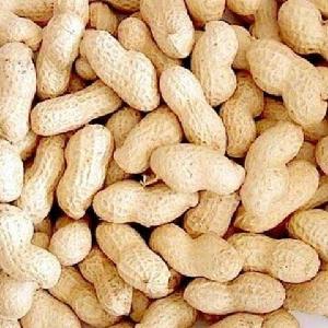 Raw Peanuts/Roast/ Raw Groundnuts/Groundnuts in shell and without shell