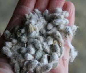 COTTON SEED FOR ANIMAL FEED/ NATURAL COTTON SEED