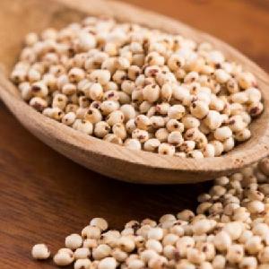 Sorghum Seed/red sorghum grain seed/white sorghum seeds
